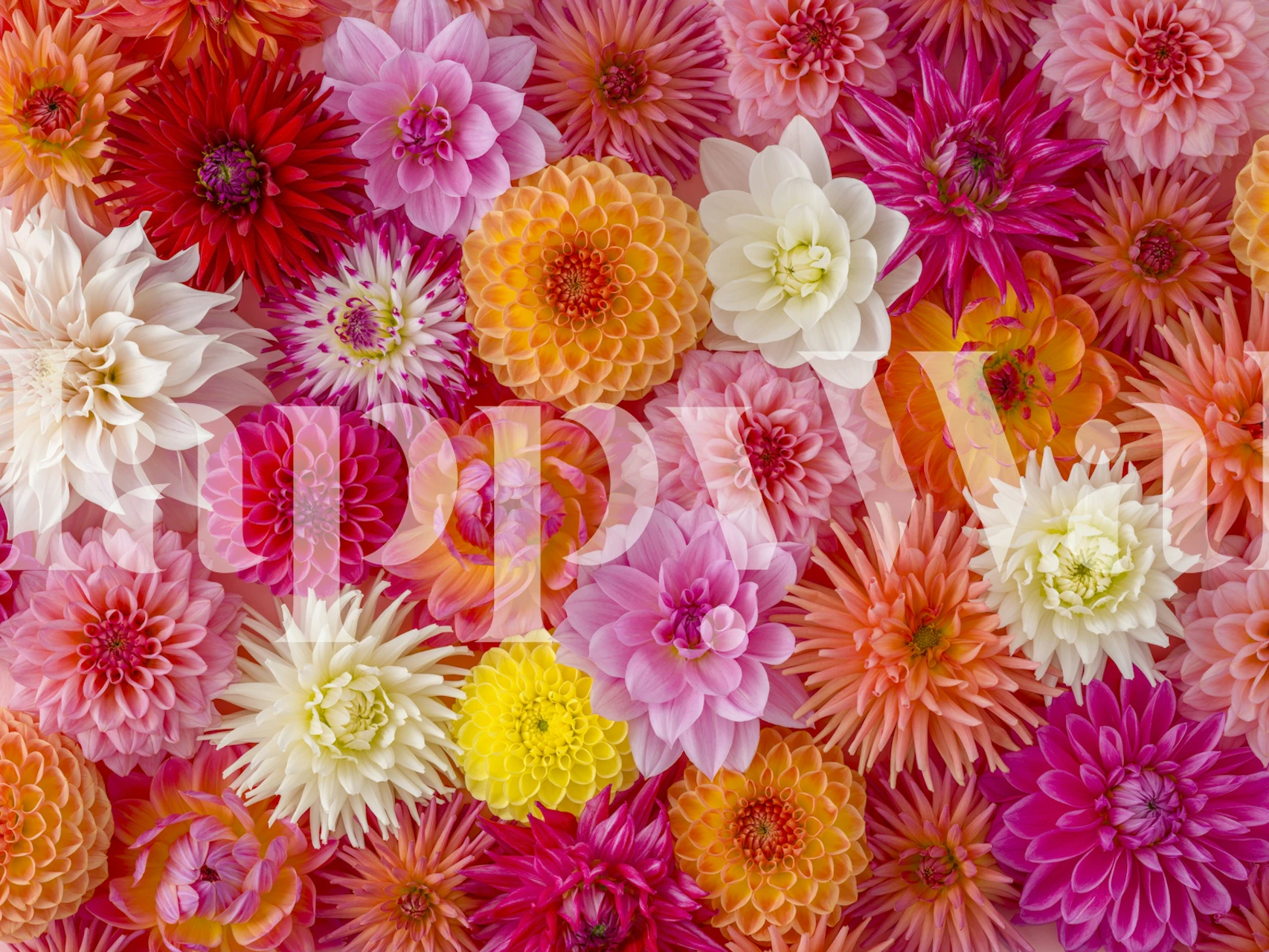 Bunte Blumen in Pink, Rot, Gelb und Weiß Tapete