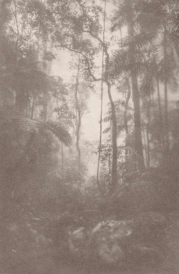 Foggy Jungle 1