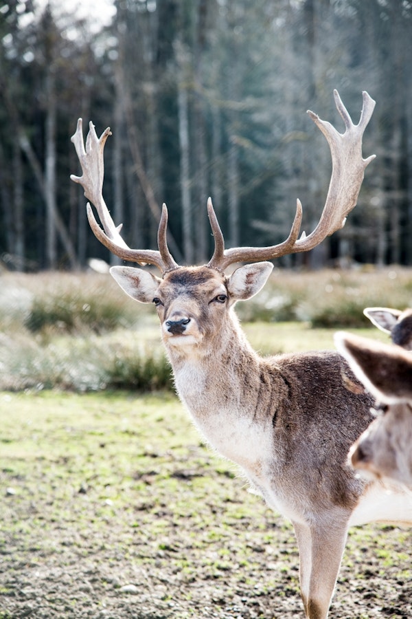 Stag in the Mountain Forest 3