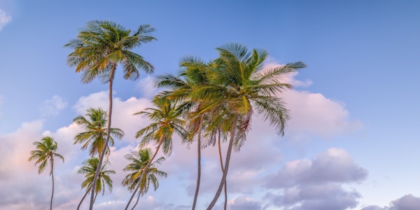 Tropical Palms Evening