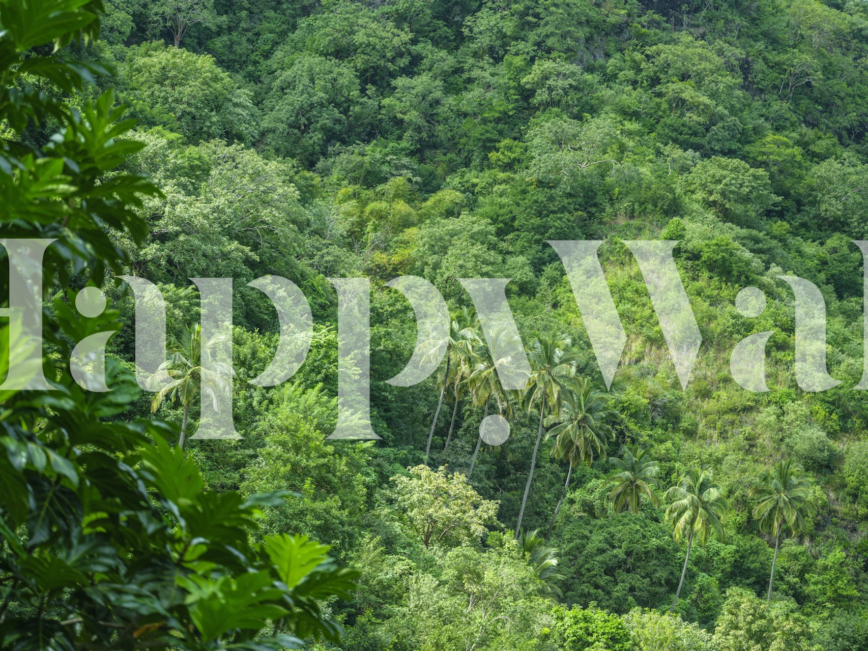 Lush green forest scene with various trees and foliage wallpaper