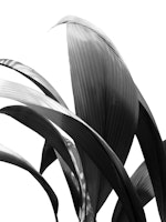 Banana Leaves Jungle Delight 2 ταπετσαρία