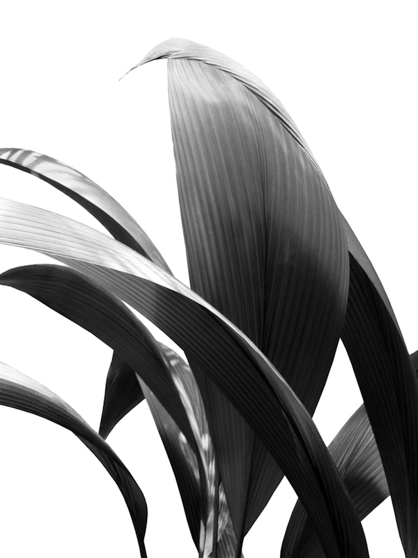 Banana Leaves Jungle Delight 2