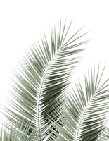 Olive Green Palm Leaves 1 ταπετσαρία
