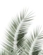 Olive Green Palm Leaves 1