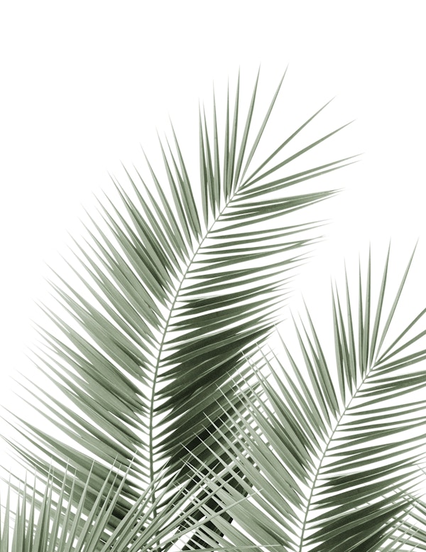 Olive Green Palm Leaves 1