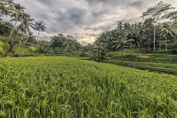 Ubud Countryside
