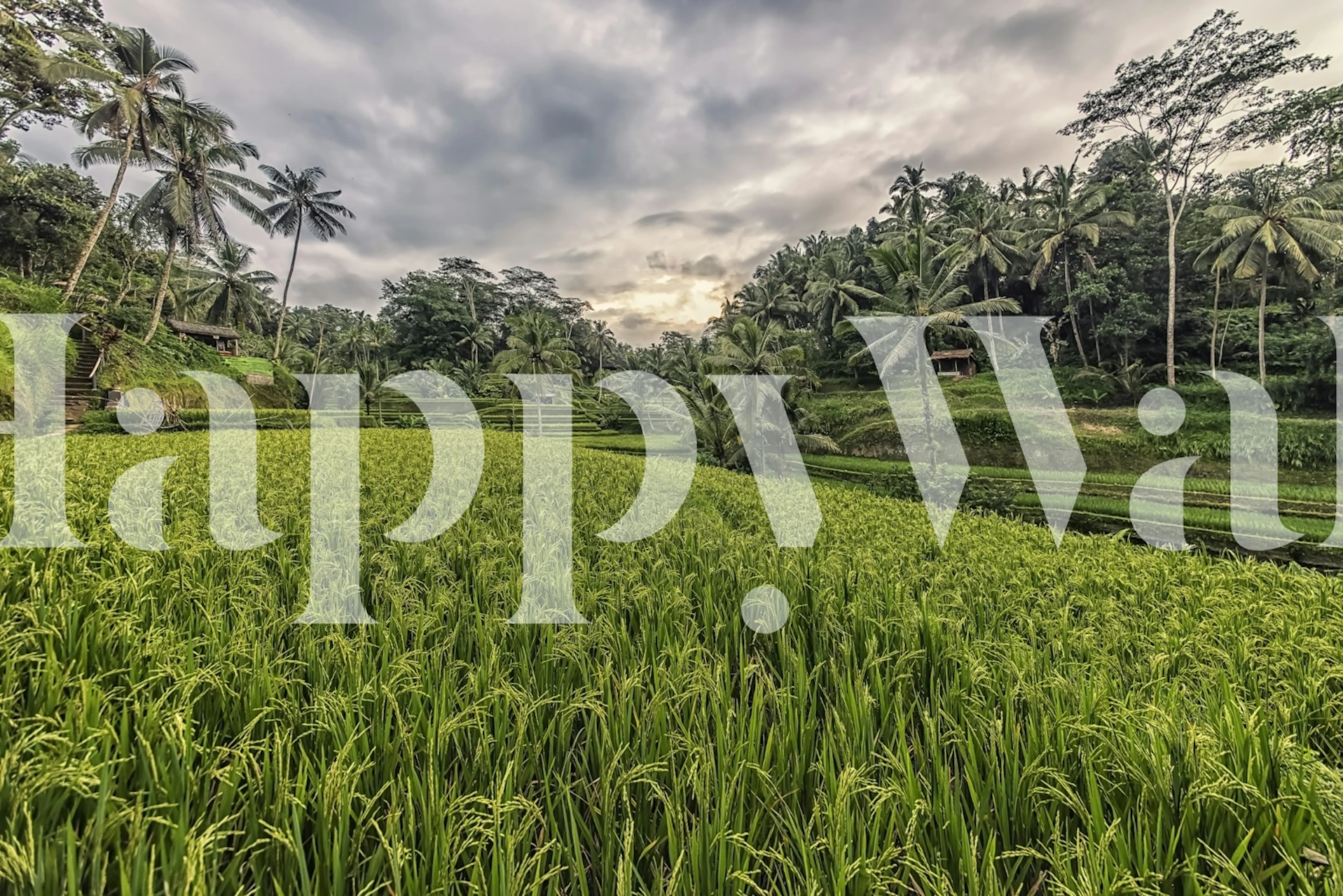 Lush green rice fields with palm trees under cloudy sky wallpaper