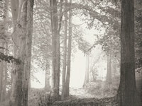 Forest Wild Life wallpaper