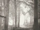 Forest Wild Life