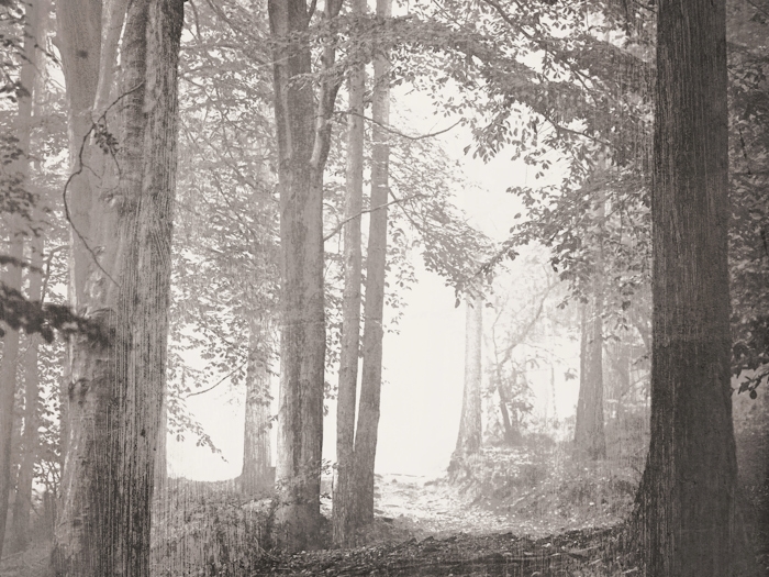 Black and White Forest Wallpaper