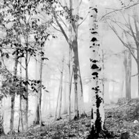 Birch Forest Wild Life wallpaper