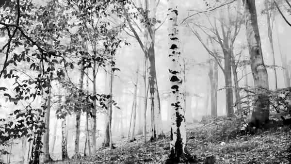 Birch Forest Wild Life