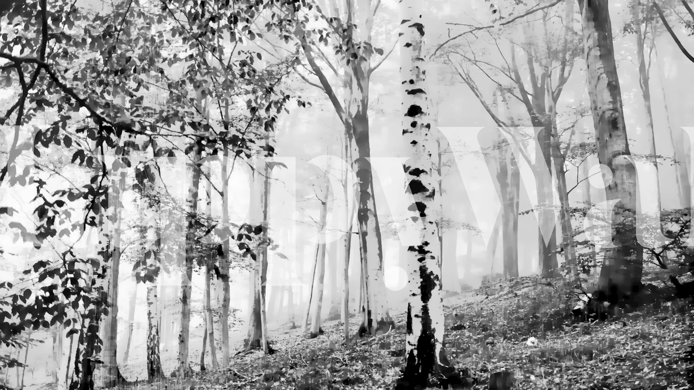 Misty birch forest wall mural in black and white, creating a serene woodland scene for interior decor