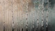Birch Forest Wild Life