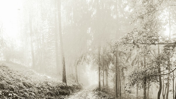 Magical Wild Life Forest