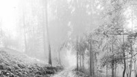 Serene Forest ταπετσαρία