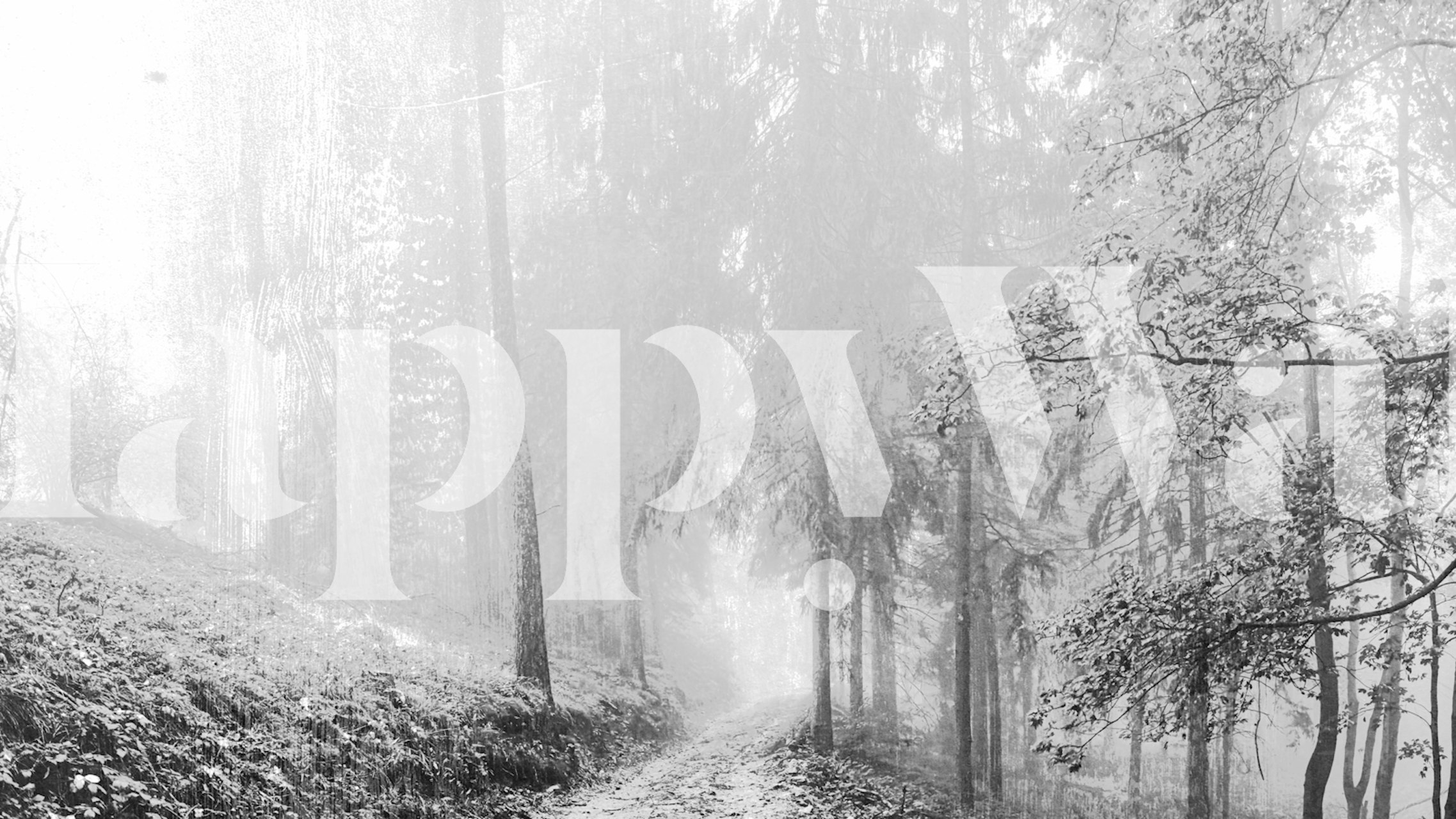 Tapeta Serene Forest v pokoji