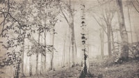 Forest Fog Canvas wallpaper