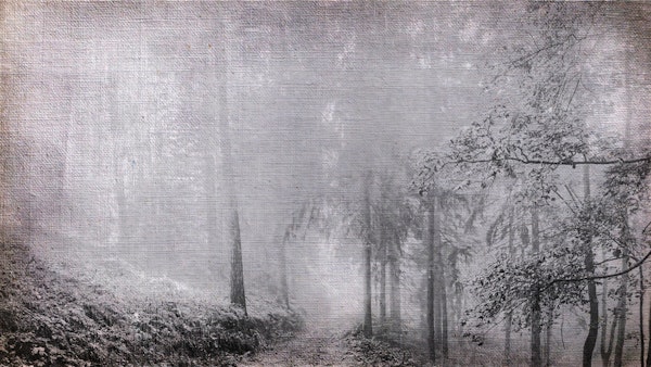 Misty Forest Canvas Grunge