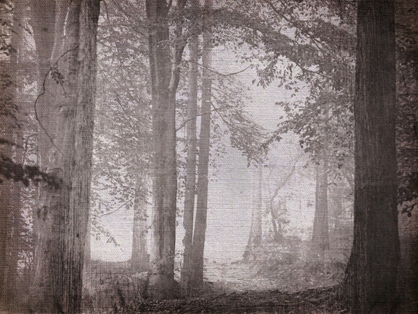 Misty Forest Grunge