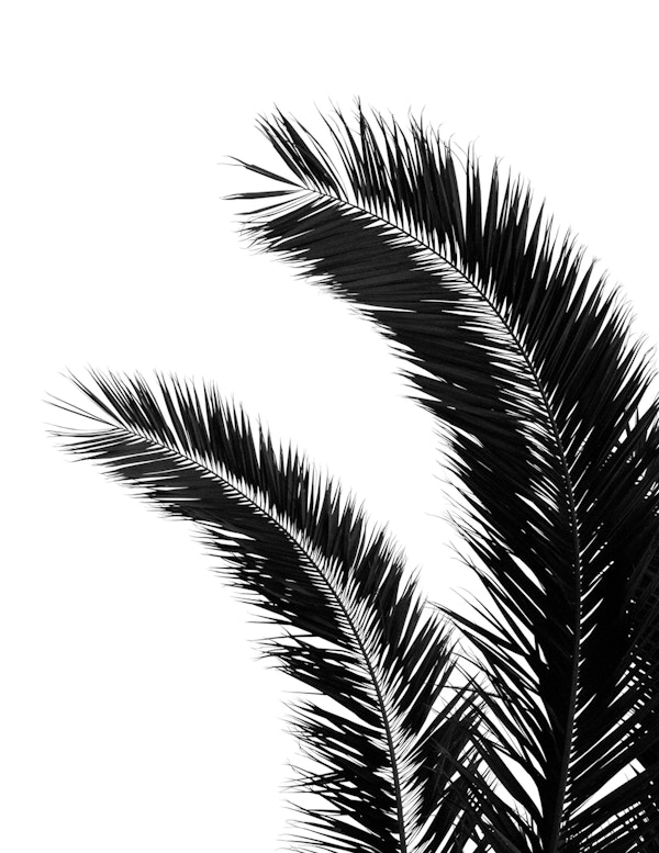 Bohemian Palms Jungle 1