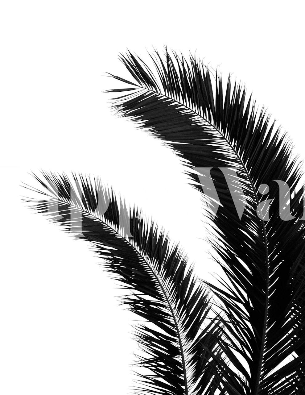 Black palm leaves on a white background wallpaper