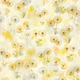 Dandelions - Make A Wish 4