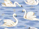 White Swans 1