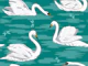 White Swans 2