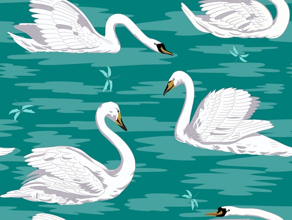White Swans 2