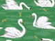 White Swans 3