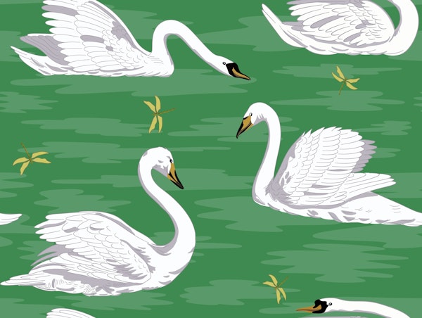 White Swans 3