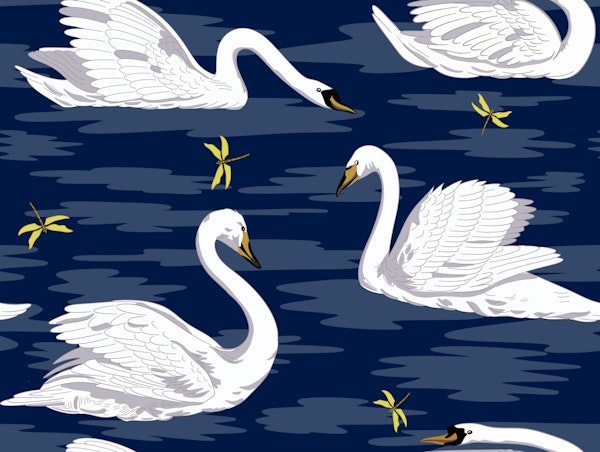White Swans 4