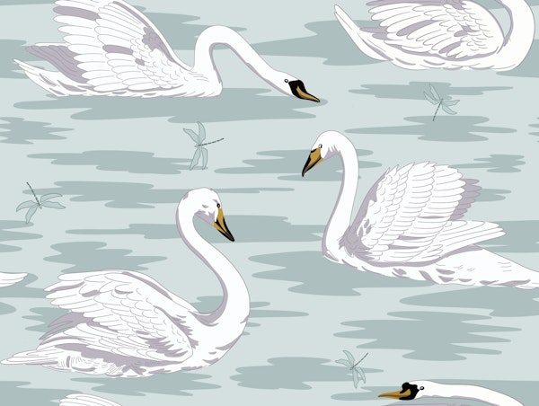 White Swans 5