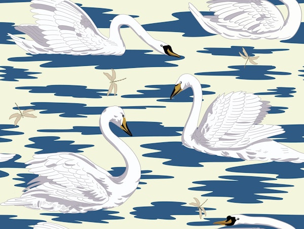White Swans 8
