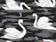 White Swans 9