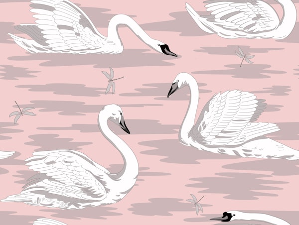 White Swans 10