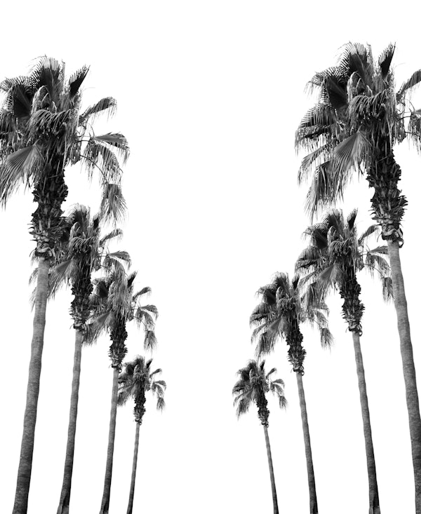Bohemian Black White Palms 1