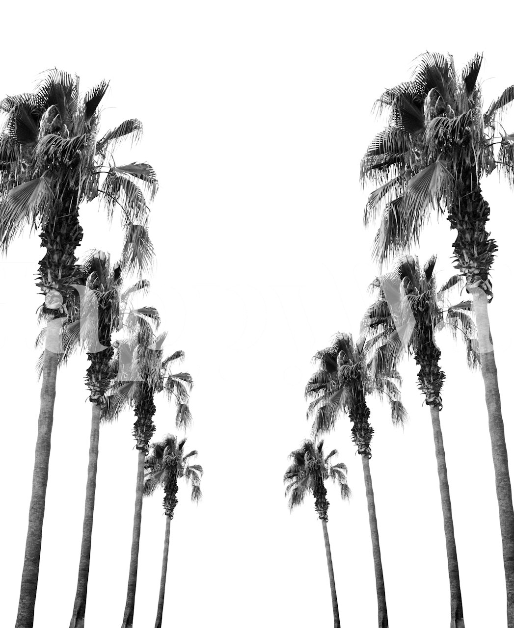 Monochrome bohemian palm trees mural
