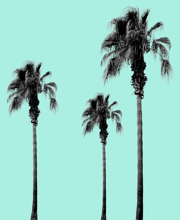 Boho Palm Trees Dream 1