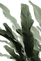 Banana Leaves Jungle 7 ταπετσαρία