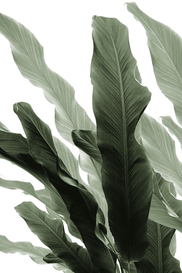 Banana Leaves Jungle 7