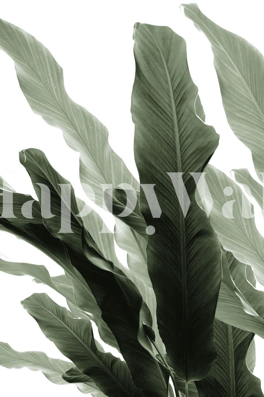 Monochromatic banana leaves wall mural creating a jungle theme