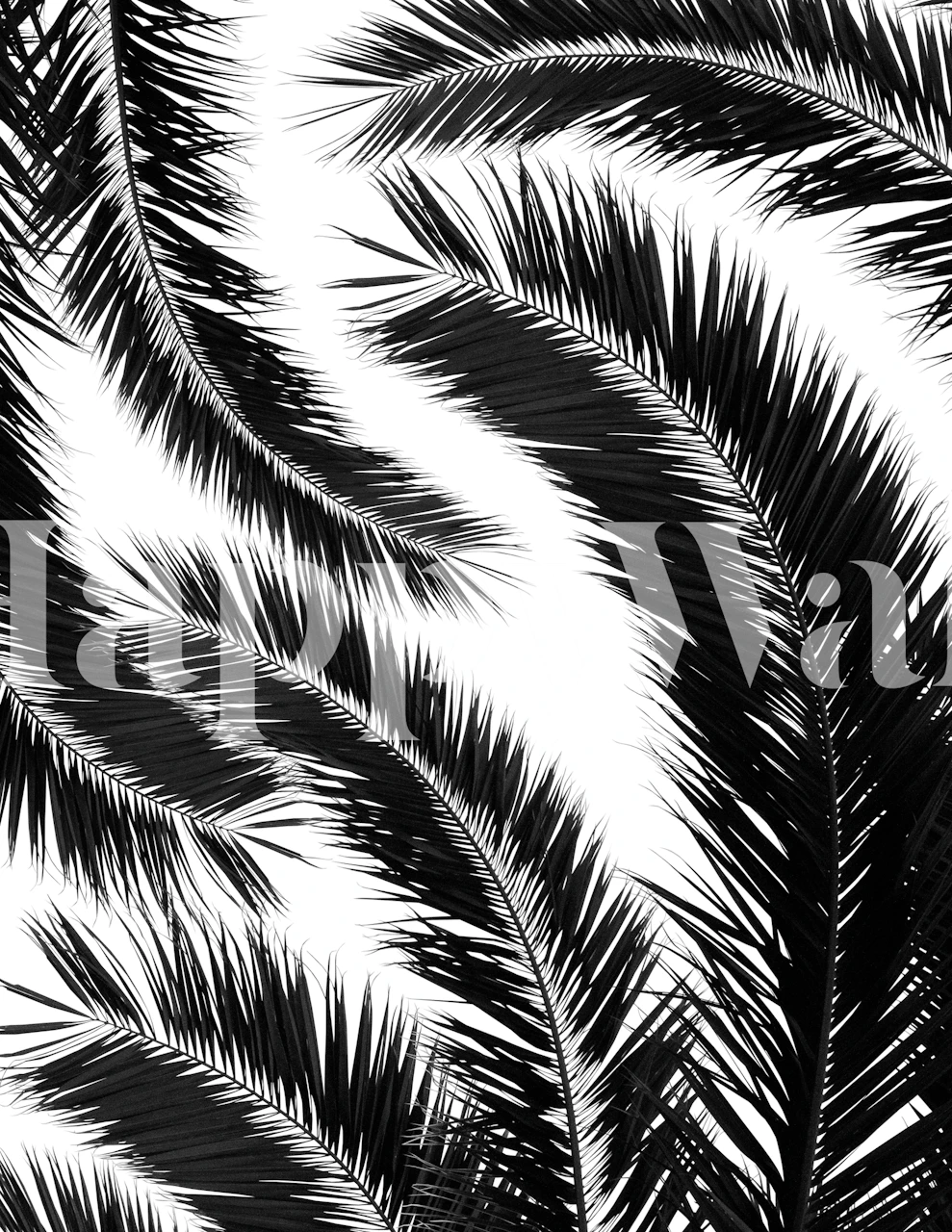 Black palm leaves on a white background wallpaper