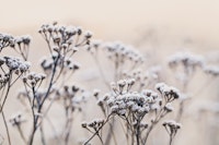 Delicate Winter Flowers tapete