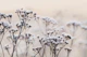 Delicate Winter Flowers