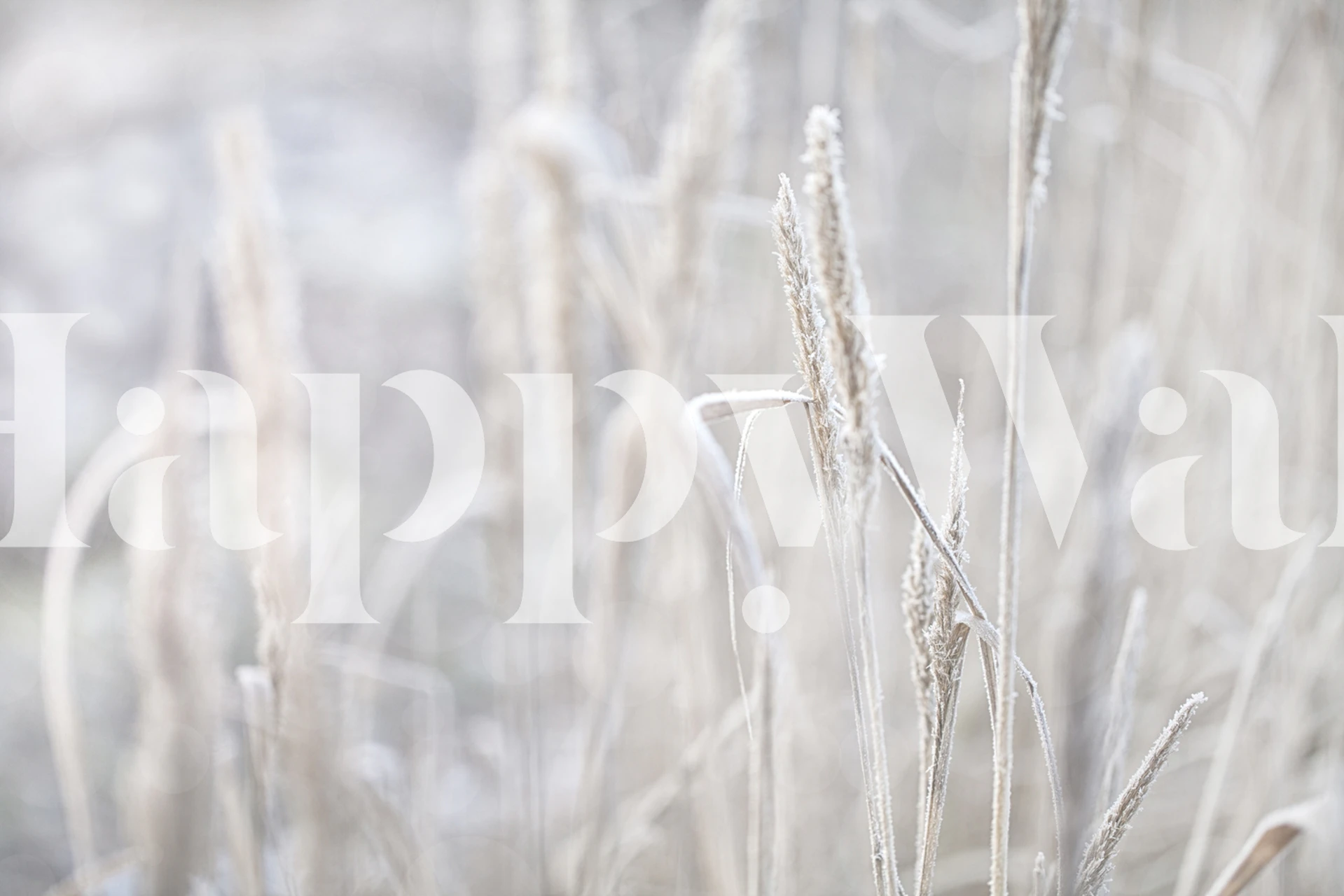 Close-up of frost-covered winter grass wall mural creating a serene atmosphere