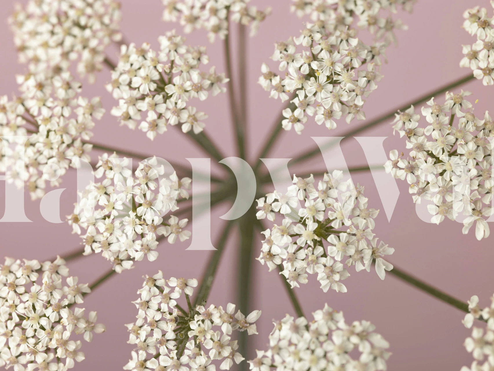Close-up de delicadas flores silvestres brancas em um fotomural vinílico de parede com fundo blush suave
