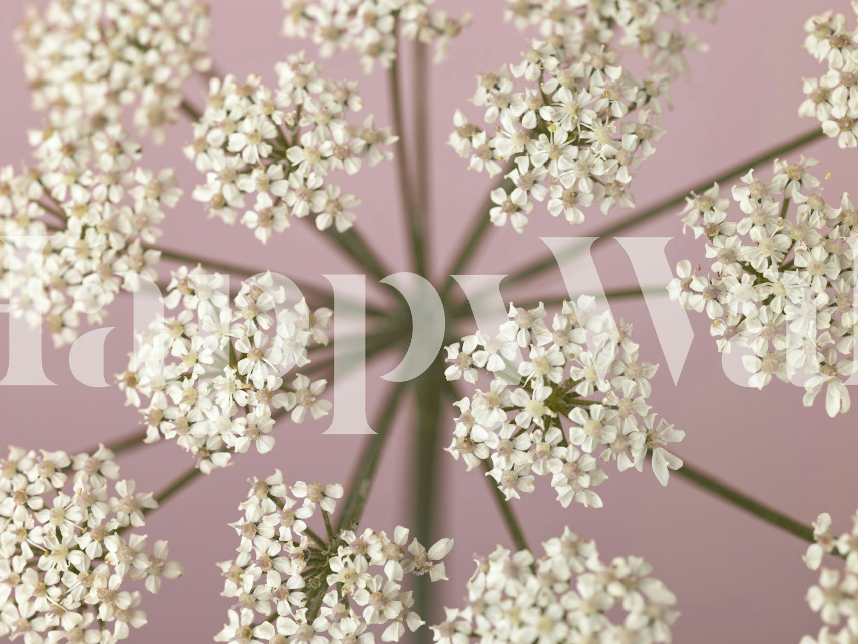 Κοντινό πλάνο λεπτών λευκών αγριολούλουδων σε τοιχογραφία τοίχου με φόντο απαλό ρουζ